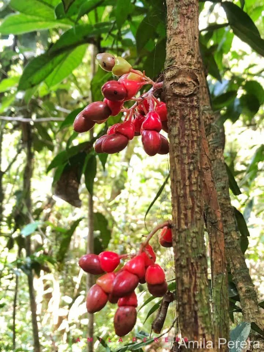 Semecarpus marginatus Thwaites